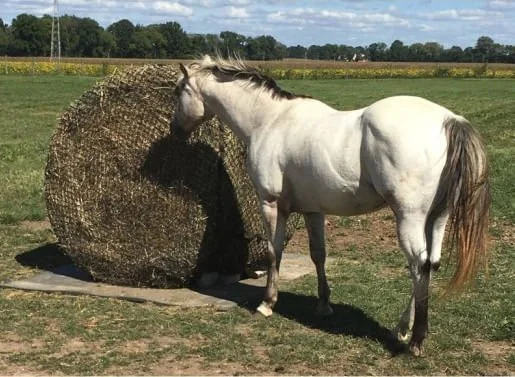 Tough 1 Round Bale Slow Feed 2x2 Hay Net for Horses